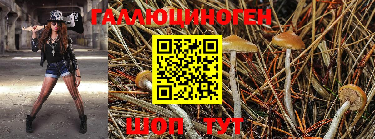 Курчатов  Псилоцибиновые грибы Psilocybine cubensis  Вход с VPN 
